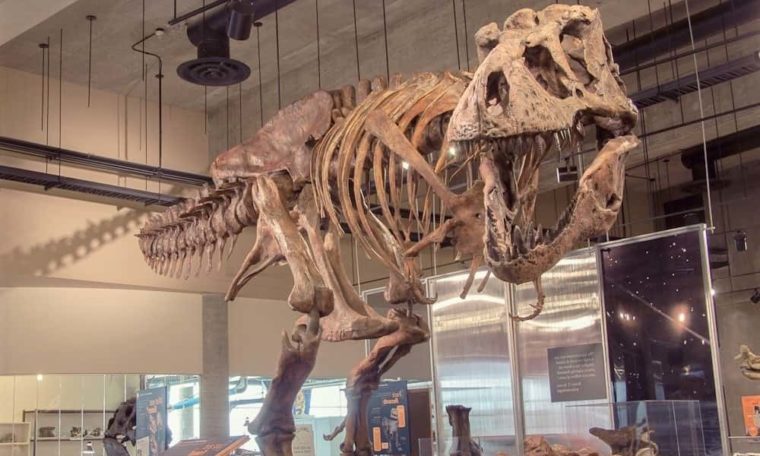 Largest Tyrannosaurus Rex In The World, Found In Saskatchewan, Canada