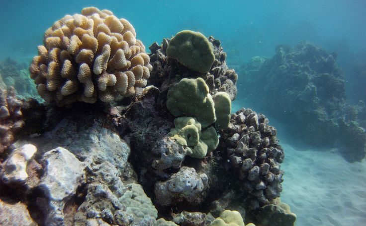 People Can Now Volunteer to Screen and Protect UAE’s Coral Reefs ...