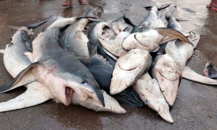 Shark Fishing Is Not Threatening Endangered Shark Species